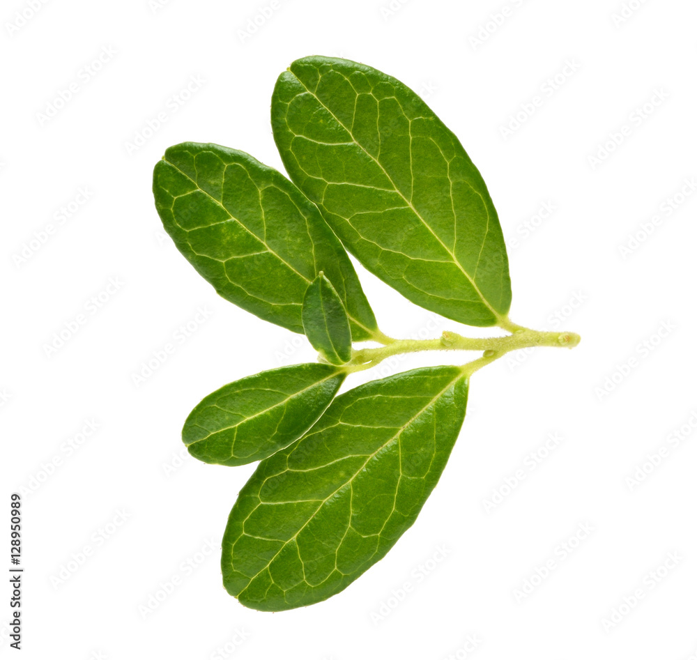 Cowberry branch isolated on white background Cowberry branch isolated on white background