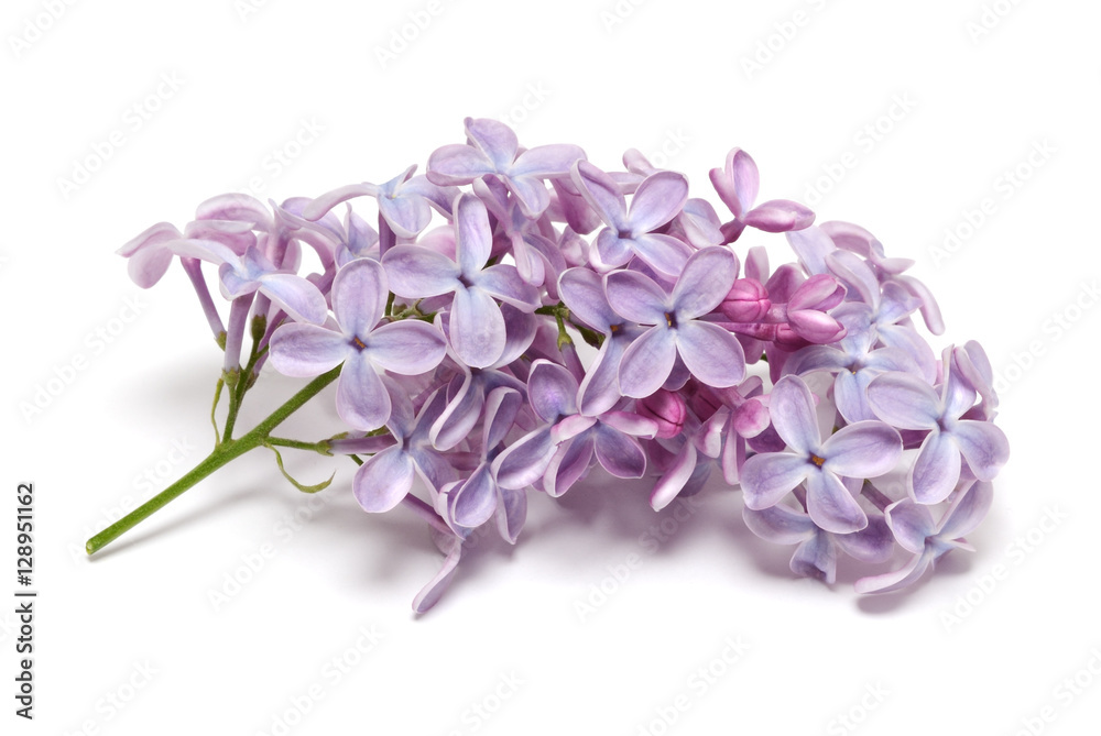 Lilac isolated on white background Lilac isolated on white background