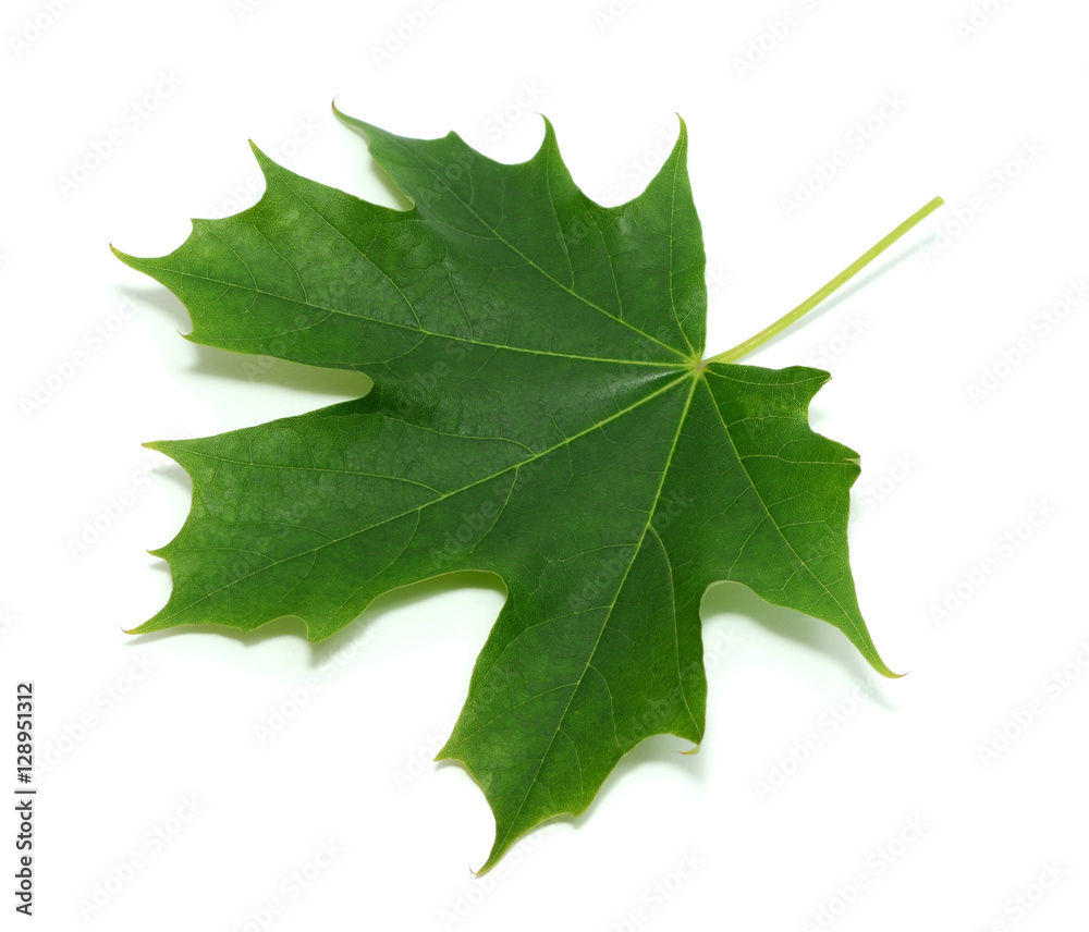 Green maple leaf isolated on white background Green maple leaf isolated on white background