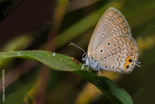 A gram blue butterfly perched on a tiny leaf with a smooth brown background © sanjayd101