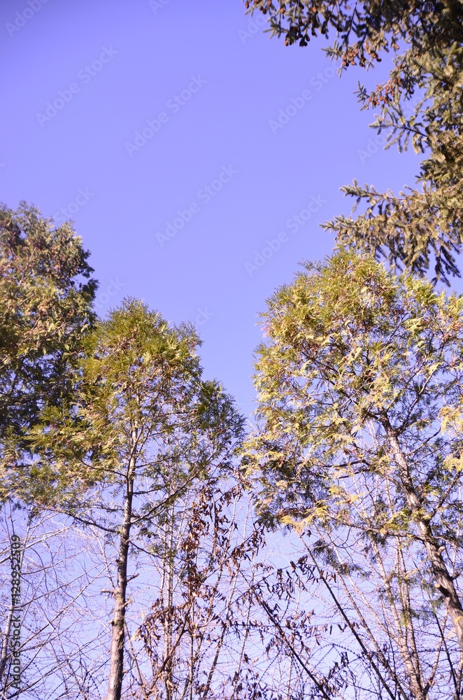 Obraz premium 자연