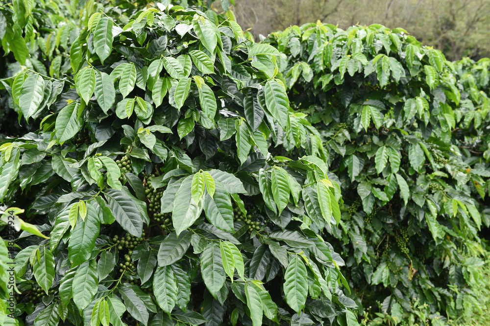 Obraz premium Coffee beans ripening on a tree.