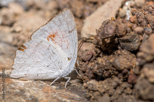 Indian Sunbeam Male butterfly
 photo