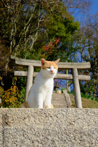 猫がたくさんいる島　男木島（豊玉姫神社付近にてにて） photo