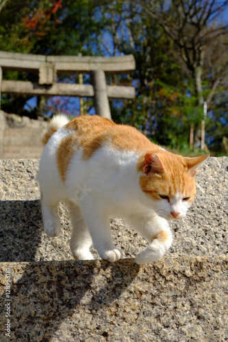 猫がたくさんいる島 男木島（豊玉姫神社付近にてにて）