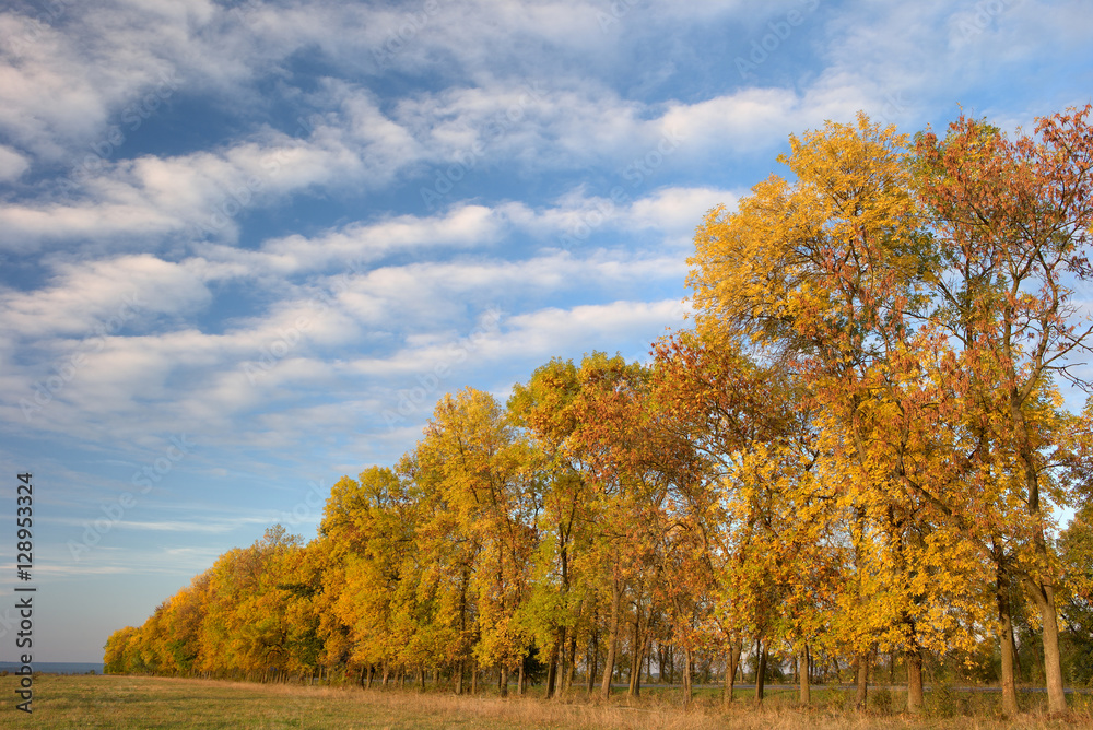 autumn trees