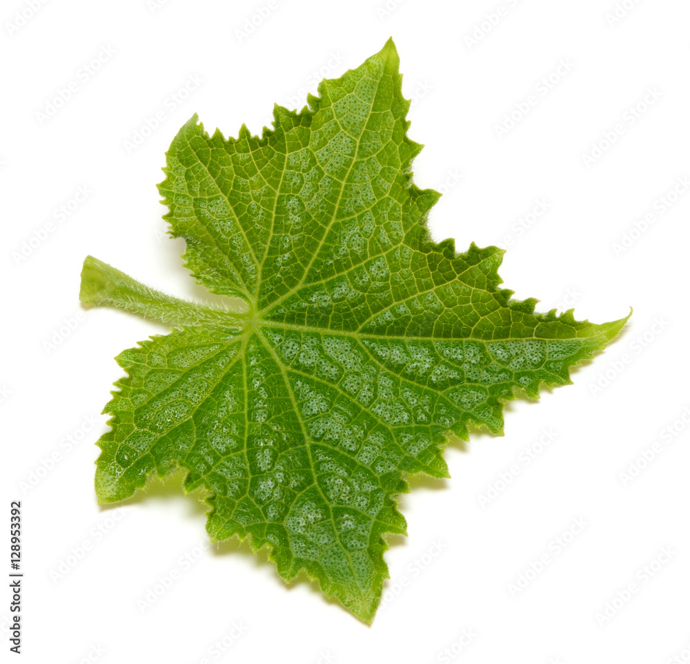 Leaf of cucumber isolated on white background Leaf of cucumber isolated on white background