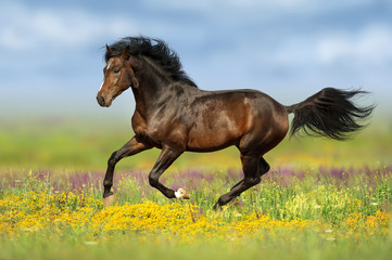 Acrylglasbilder Pferde Bay stallion run gallop on flower pasture  © kwadrat70