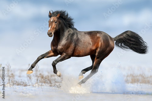 Photo Bay horse run gallop in winter snow field