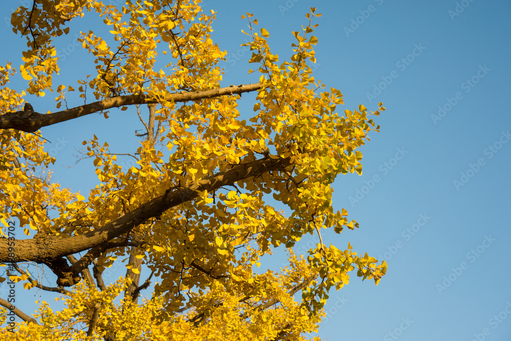 Branches of yellow Ginkgo tree in the sunny day in autumn