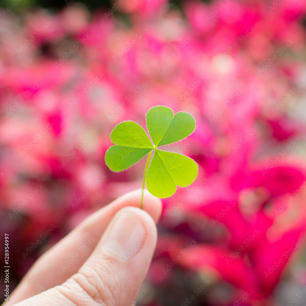 Hand holding green clover leaf on nature background. Rim light. Little warm tone. Square picture. Focus on clover leaf. Hand holding green clover leaf on nature background. Rim light. Little warm tone. Square picture. Focus on clover leaf.