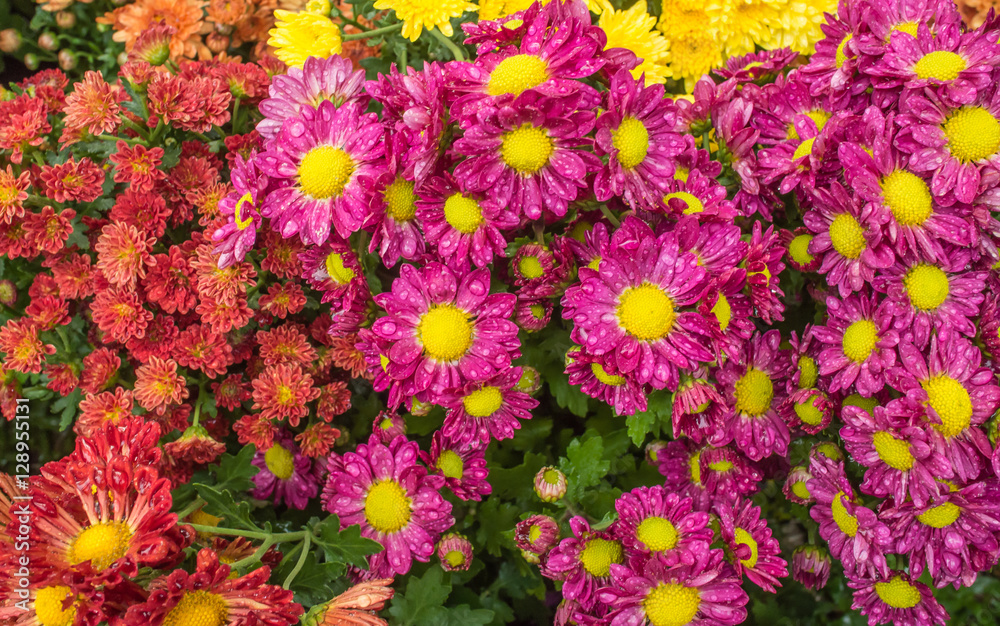 Bunch of flowers. Bunch of flowers.