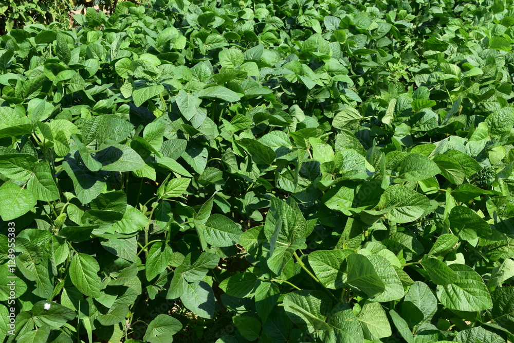 大豆畑 / 山形県鶴岡市で、大豆畑の風景を撮影した写真です。 大豆畑 / 山形県鶴岡市で、大豆畑の風景を撮影した写真です。