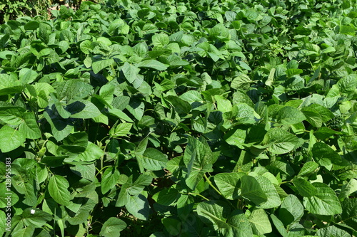 Wallpaper Mural 大豆畑 ／ 山形県鶴岡市で、大豆畑の風景を撮影した写真です。 Torontodigital.ca