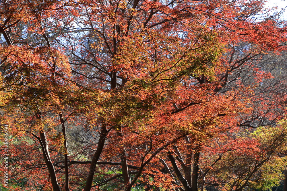 Autumn Nara : Yoshino Nara Japan Autumn Nara : Yoshino Nara Japan