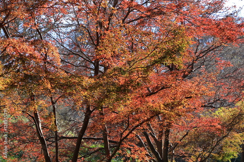 Autumn Nara : Yoshino Nara Japan
