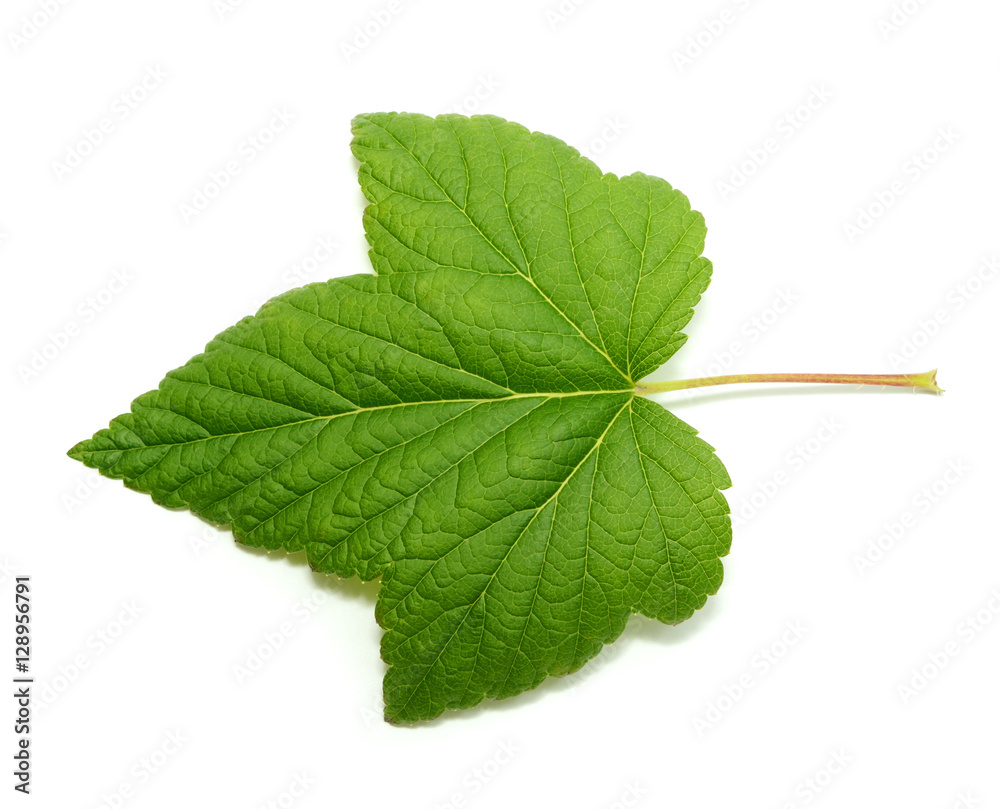 Currant tree leaf isolated on white background Currant tree leaf isolated on white background