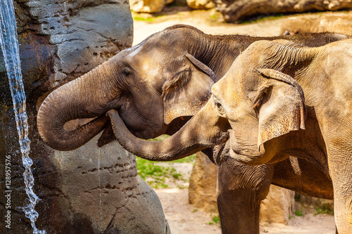 Two African elephant drinking water at a small waterfall. Animals in the wild.