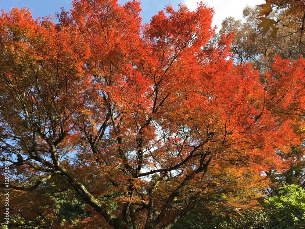 日本の紅葉　京都