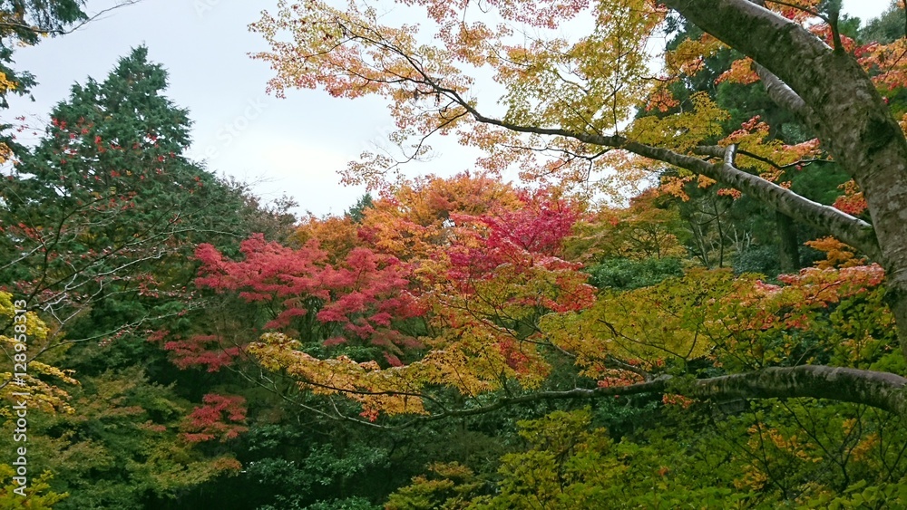 日本の紅葉　京都