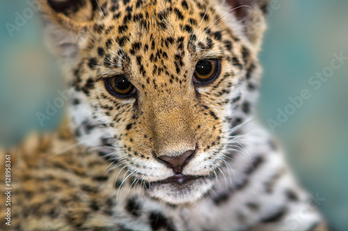 Jaguar baby close up portrait on blue background