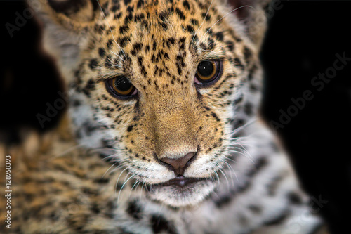 Jaguar baby close up portrait isolated  on black background