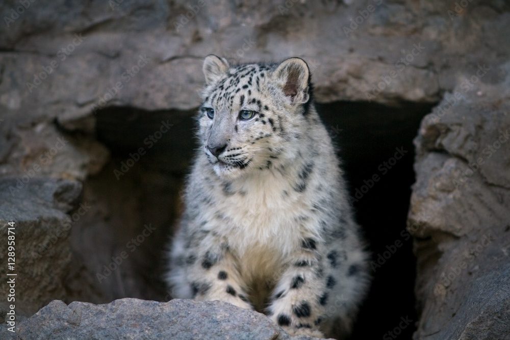 Fototapeta premium Cute snow leopard baby sitting on rock