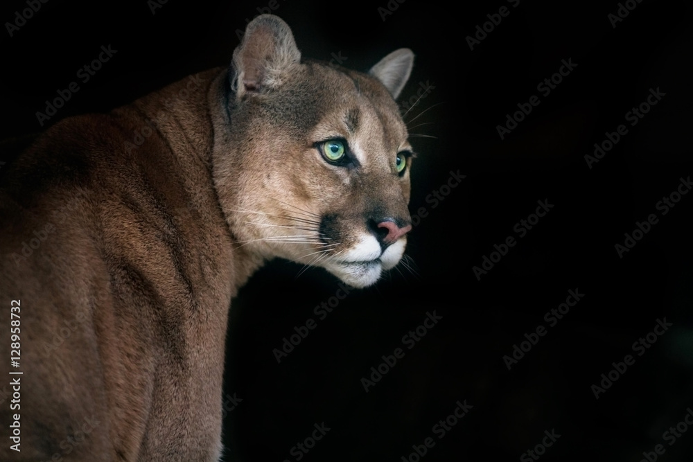 Naklejka premium Portret Puma na białym tle na czarnym tle