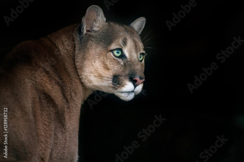 Puma portrait isolated on black background