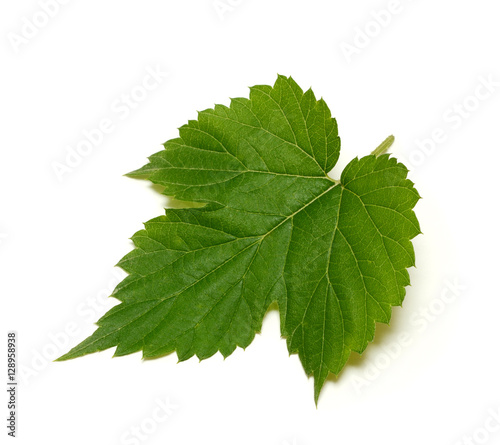 Hop leaf isolated on white background