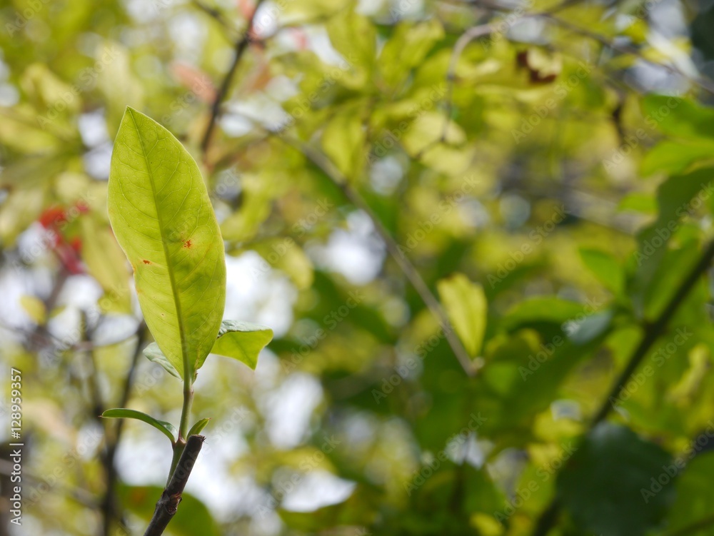 Leaves Leaves