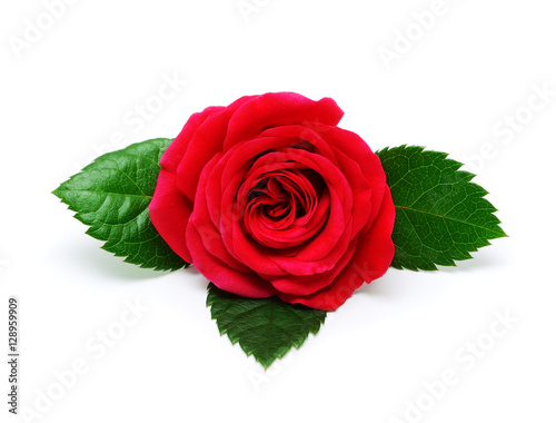 Red rose isolated on white background