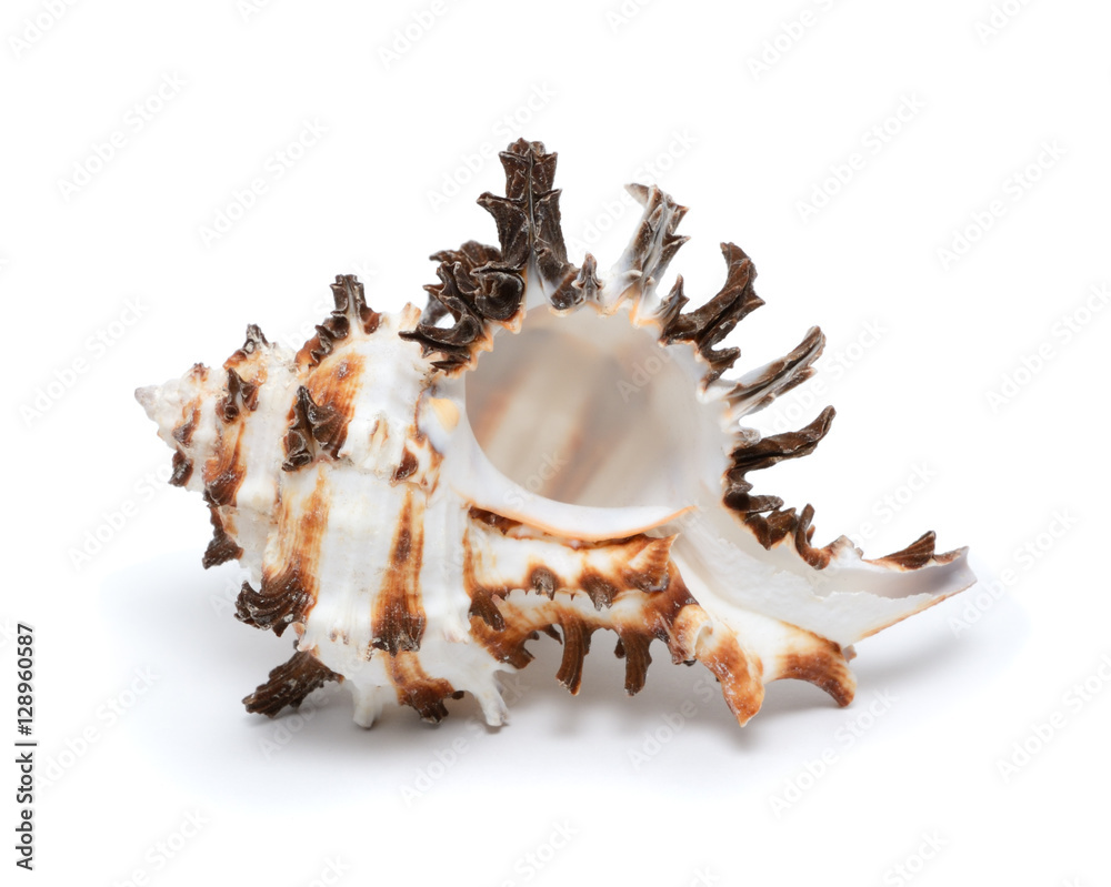 Seashell isolated on white background Seashell isolated on white background