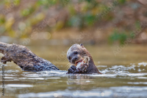 Giant river otter in the nature habitat, wild brasil, brasilian wildlife, pantanal, watter animal, very inteligent creature, fishing, fish © photocech