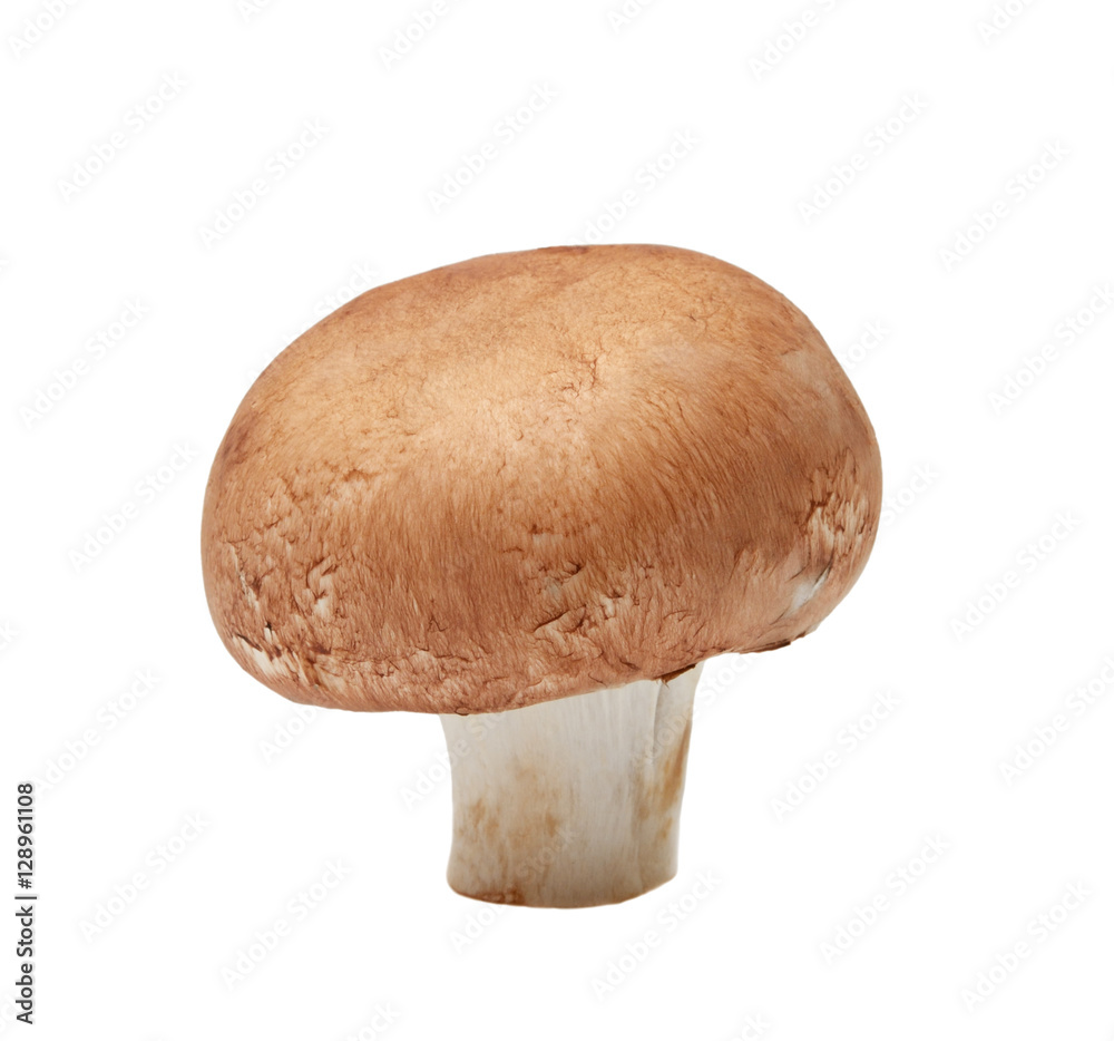Champignon mushroom isolated on white background Champignon mushroom isolated on white background
