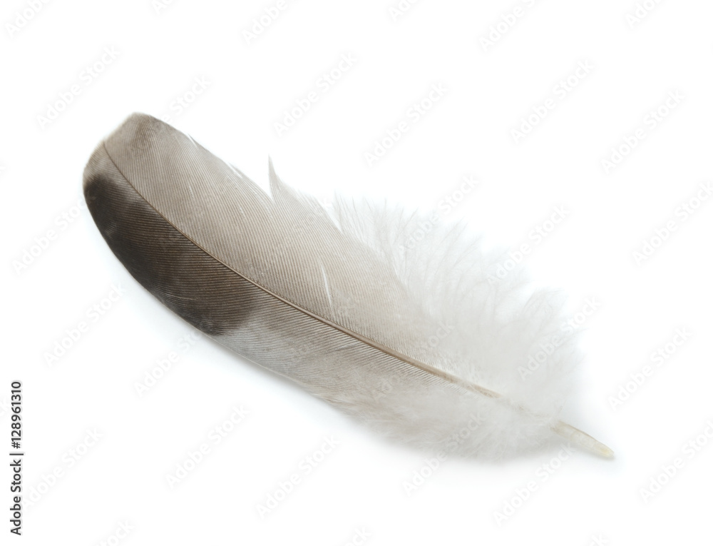 Feather isolated on a white background Feather isolated on a white background