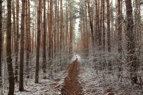 the first snow in the pine forest near the stream