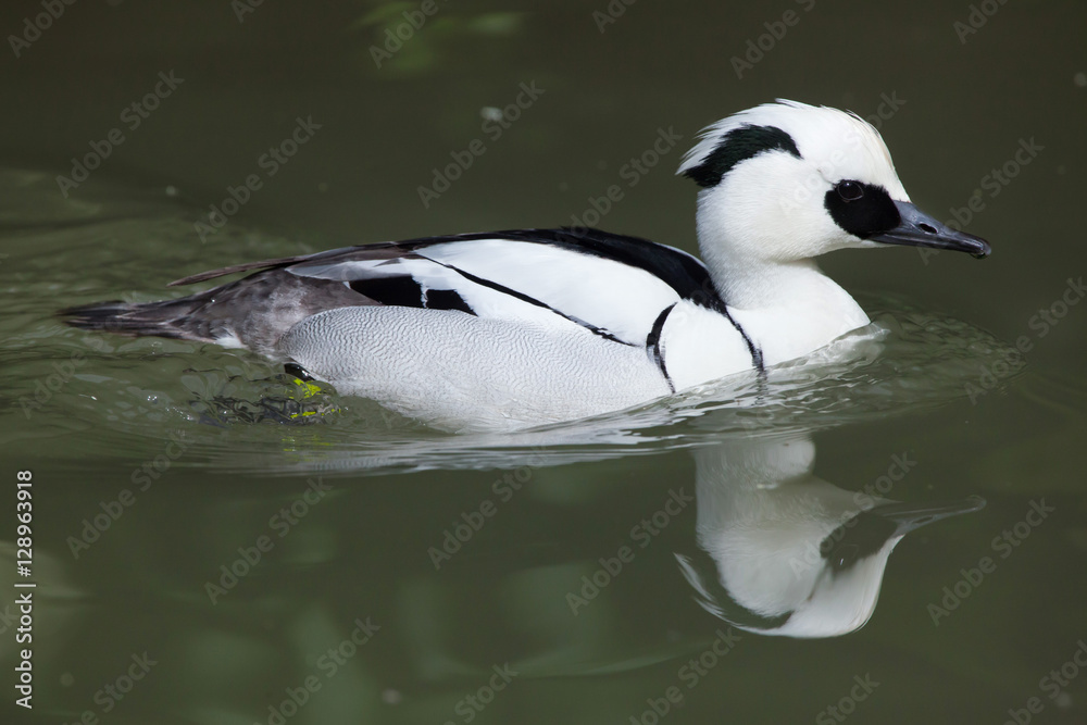 Fototapeta premium Smew (Mergellus albellus).