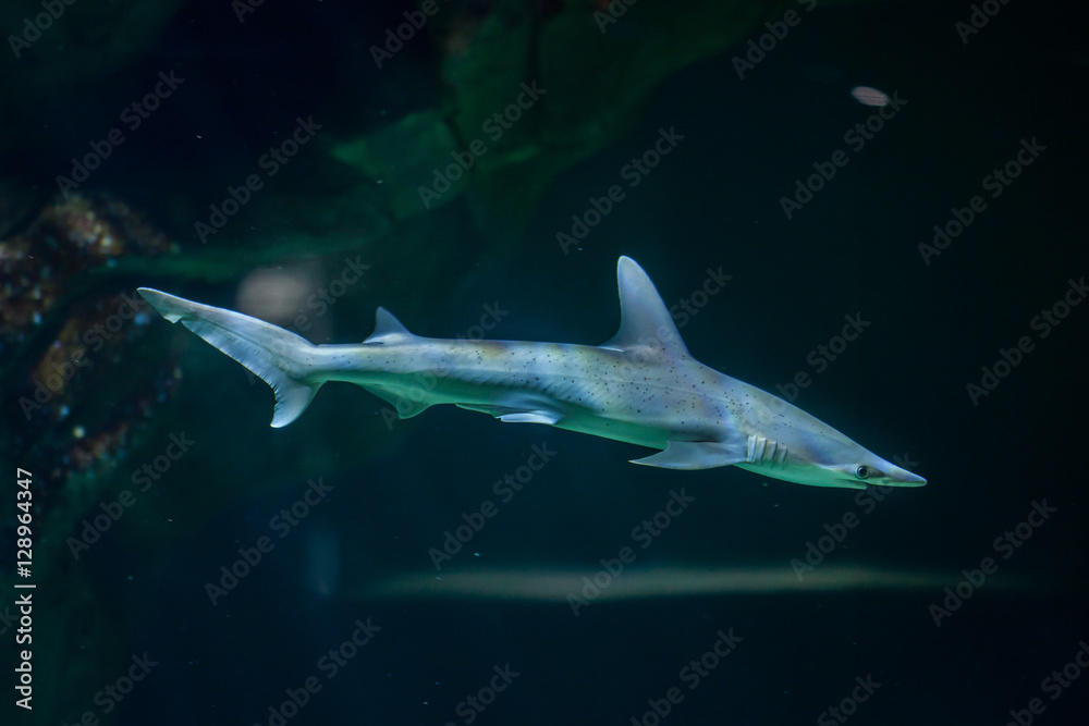 Fototapeta premium Bonnethead shark (Sphyrna tiburo)