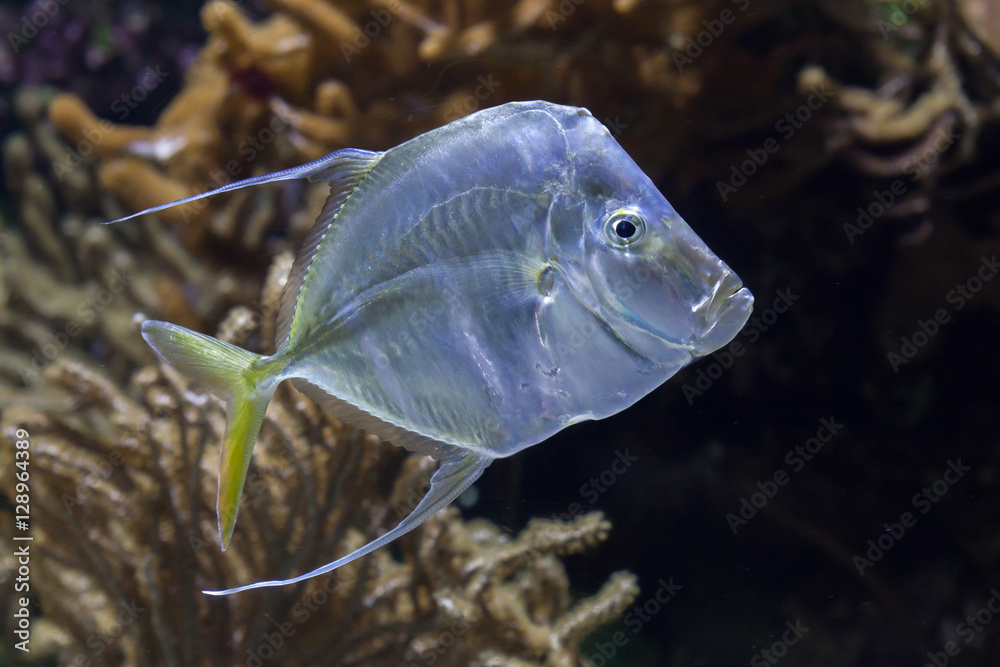 Fototapeta premium Lookdown (Selene vomer).