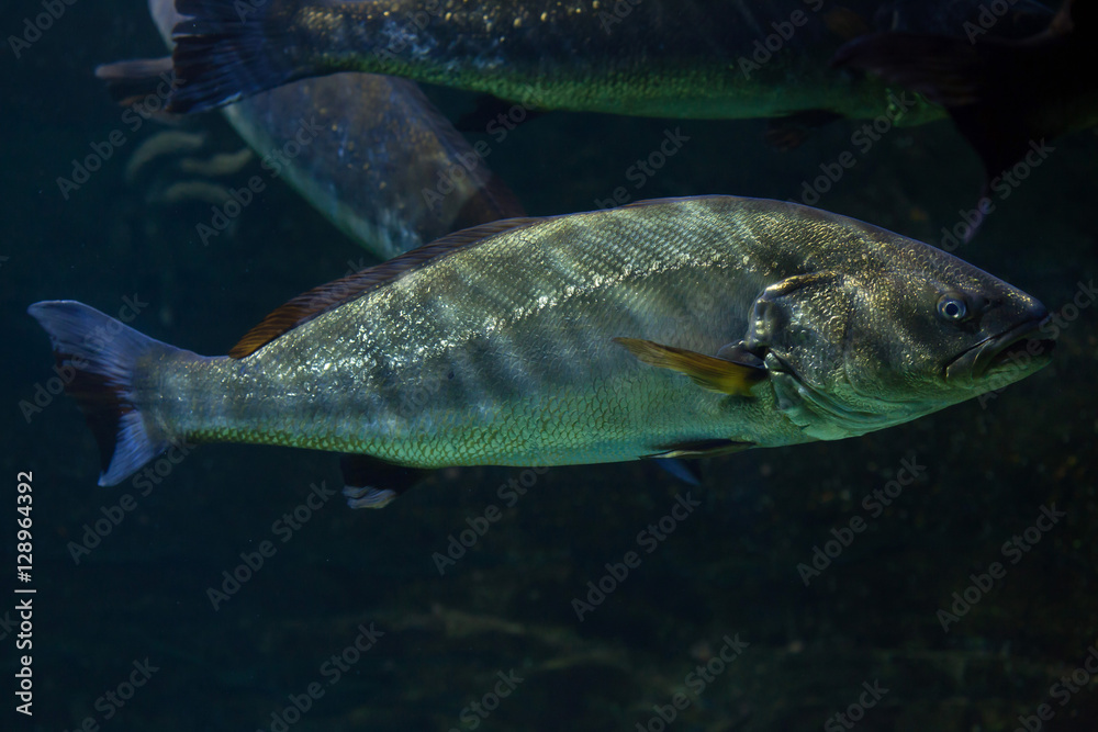 Meagre (Argyrosomus regius)