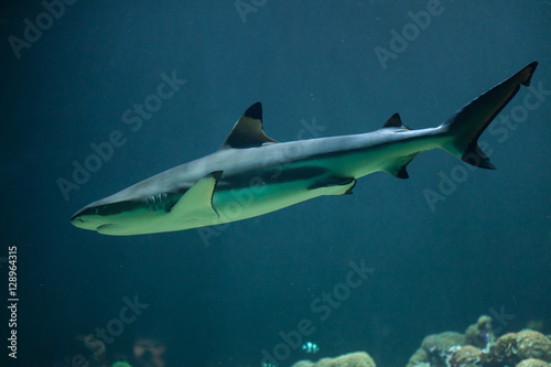 Blacktip reef shark  Carcharhinus melanopterus 