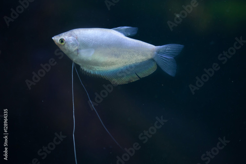 Moonlight gourami (Trichopodus microlepis), also known as the mo photo