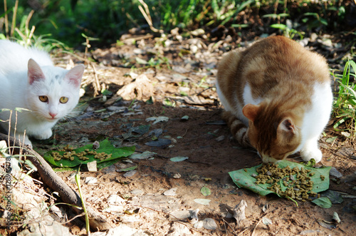 Photography Two cats