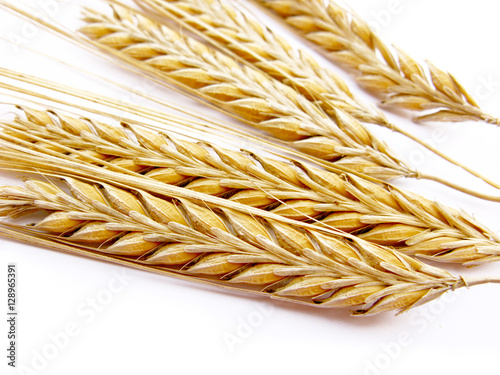 Wheat stalks isolated in white background