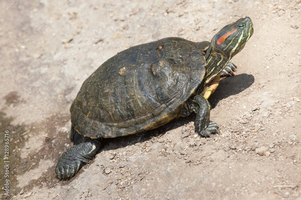 Fototapeta premium Red-eared slider (Trachemys scripta elegans)