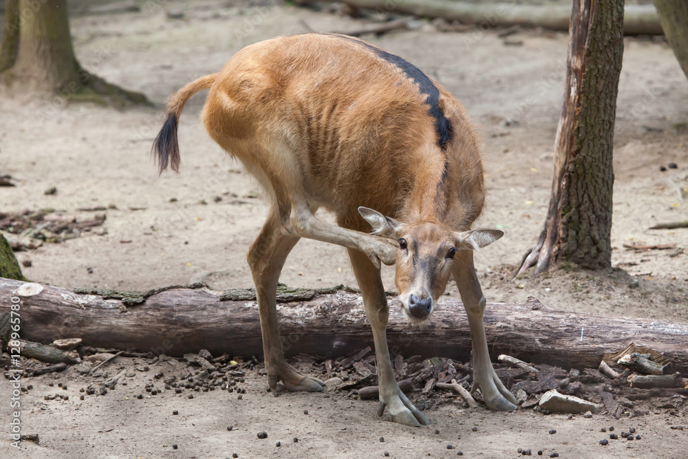 Obraz premium Pere David's deer (Elaphurus davidianus)