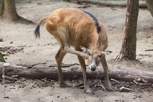 Obraz Pere David's deer (Elaphurus davidianus)