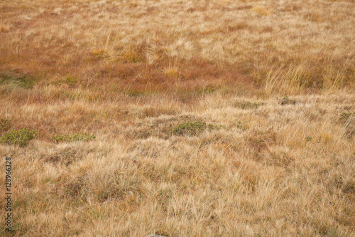 yellow grass from a dry savannah