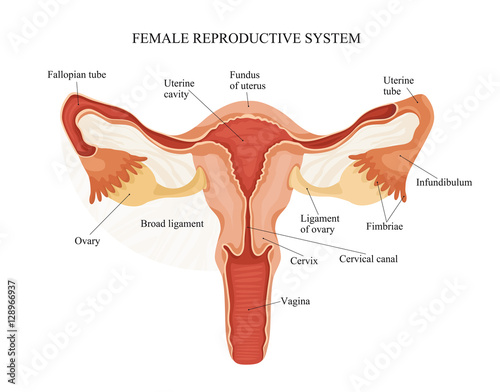 Female reproductive system